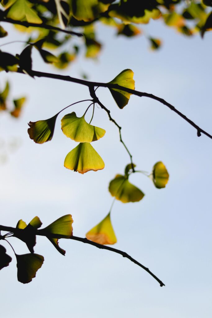 Delicate gingko leaves with autumn hues on slender branches against a clear blue sky.