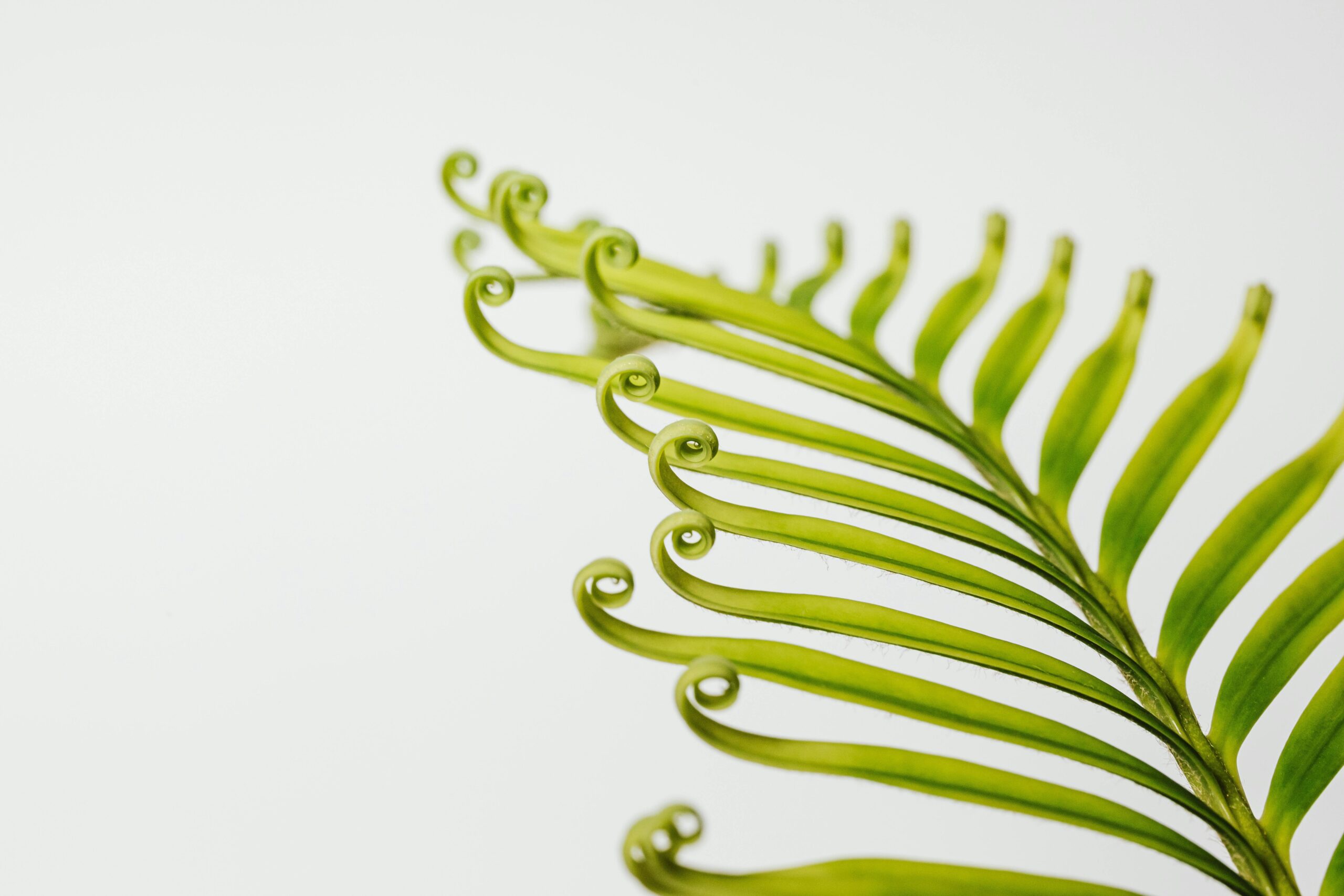 A vibrant close-up of a green fern frond isolated on a white background showcasing its detailed curled tips.