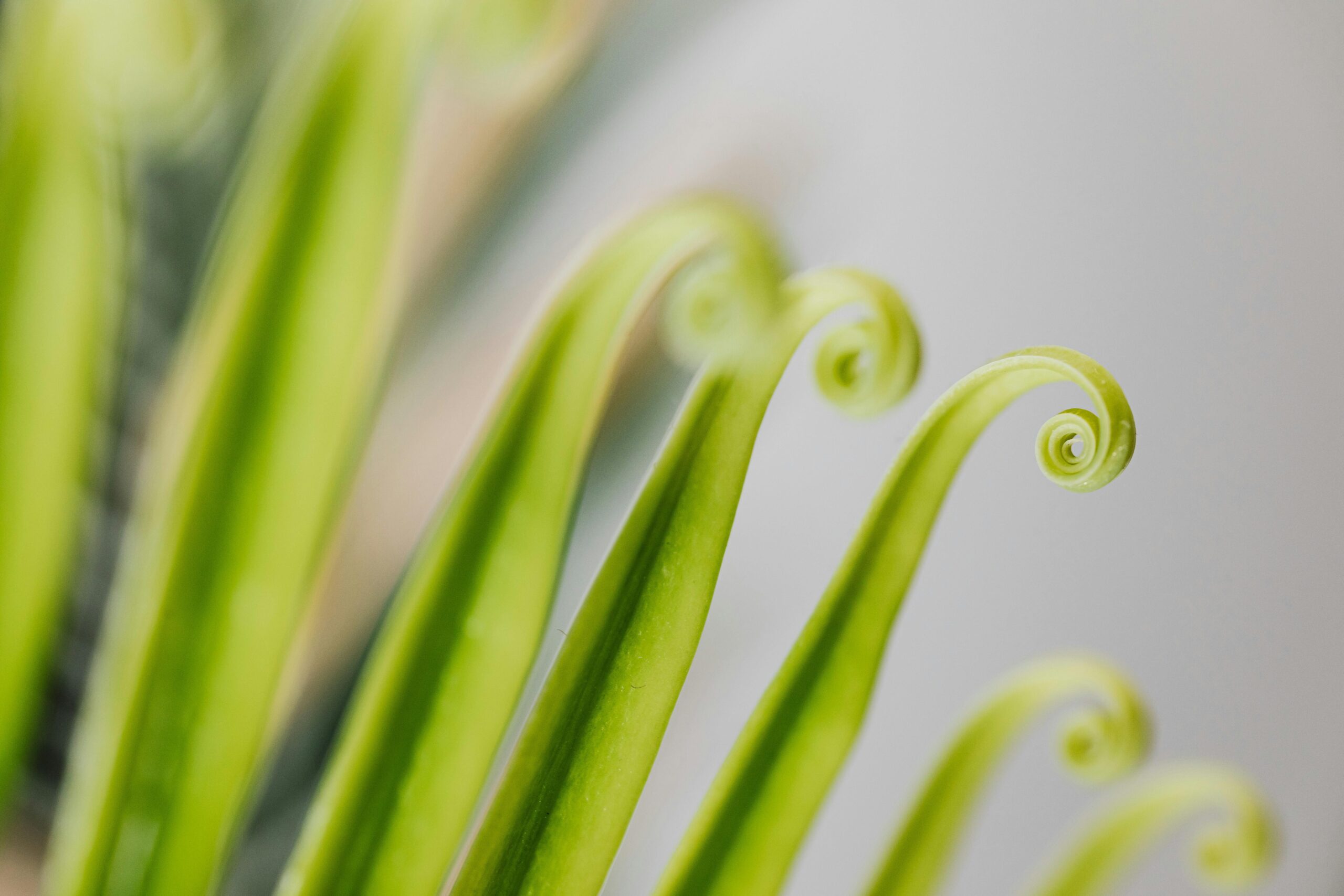 Macro image capturing the intricate curls of young green fern fronds.